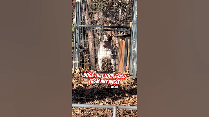 #bjbd #ambulldog Stacked American Bulldogs #bulldog #utility #americanbulldog