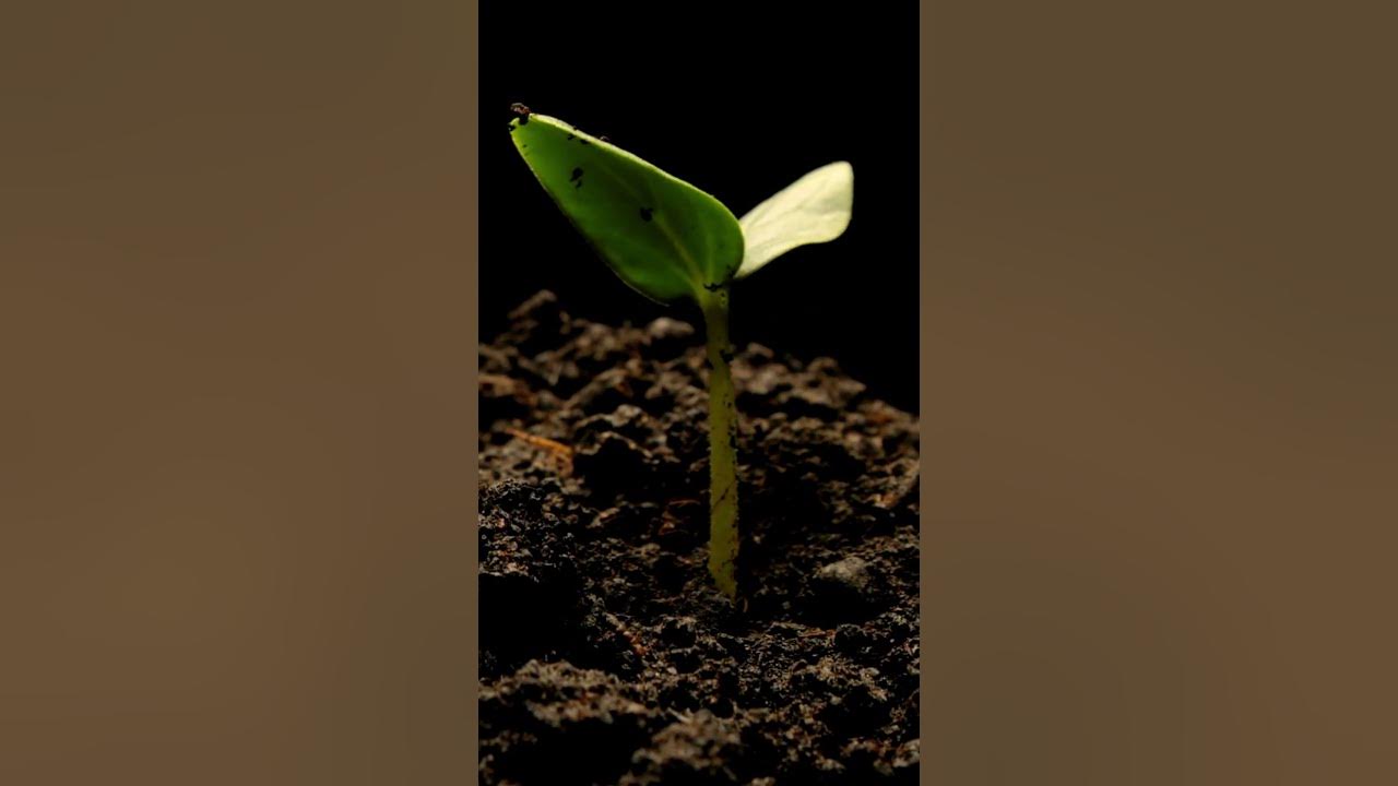 Cucumber seed germination timelapse YouTube