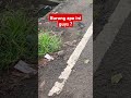 Ada yang tau nama hewan ini ?