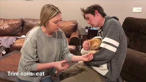 Cedar Valley AVMA Intro to vet Teach Video