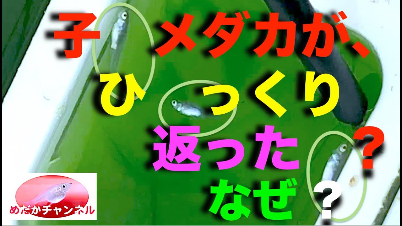 メダカのたまごをサカマキガイやミナミヌマエビは 本当に食べるのか Youtube