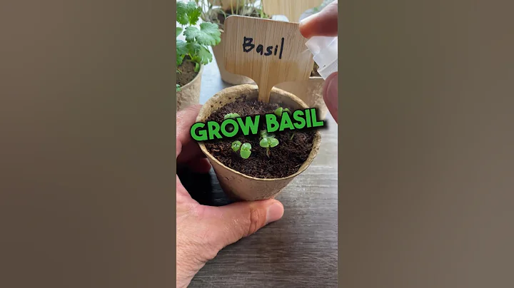 Grow Your Own Basil from Seed