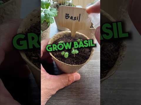 Video: Kegunaan Basil Genovese – Cara Menanam Tumbuhan Basil Genovese Di Taman Herba