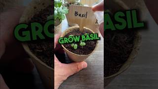 Grow Your Own Basil from Seed