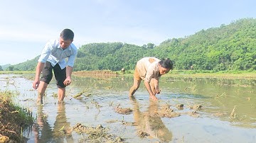 Khẩn trương diệt trừ ốc bươu vàng trước khi gieo cấy
