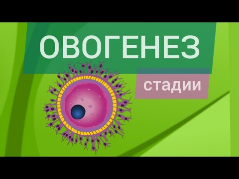 Овогенез или Оогенез. Стадии образования яйцеклетки у человека. ЕГЭ