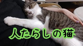 なにげに人を虜にする片目の元保護猫。