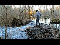 Beaver Dam Removal! || Tearing Out 5 Beaver Dams On MLK Day 2021 Remastered!