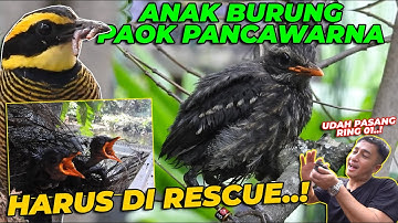 #06 PAOK | LANGSUNG DI RESCUE...!! ANAK PAOK PANCAWARNA UDAH SEGEDE GINI..?
