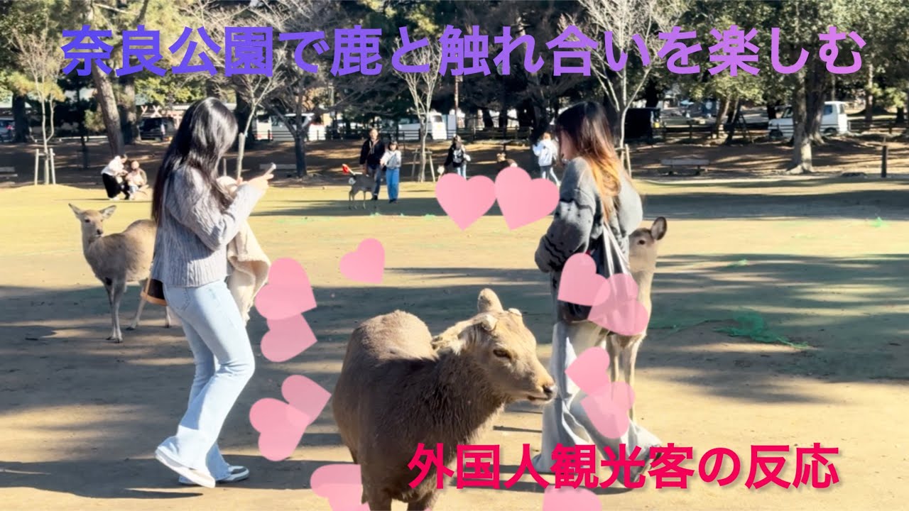 奈良公園で鹿と触れ合いを楽しむ💓外国人観光客の反応🫎