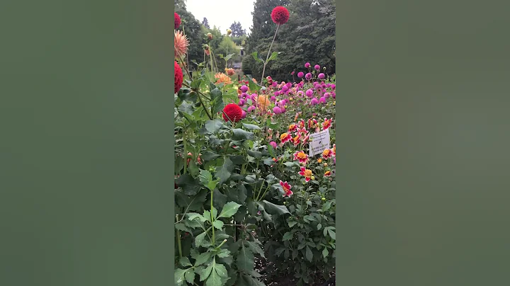In Tacoma Washington! Dahlia garden today! 16th September 2017