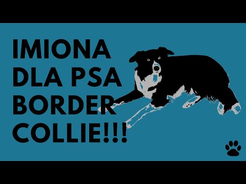 Imiona Dla Psa Border Collie - 38 MEGA IMION!!! | Imionowo