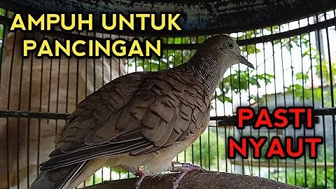 PANCINGAN PERKUTUT BANGKOK AGAR BUNYI LANGSUNG PADA NYAUT BOS 