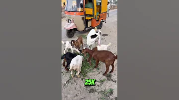Visited Bakra Mandi Minivlog Bakramandi 2025 Vlog Mehryvlogs 