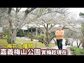 嘉義梅山公園梅花終於盛開了！整座山坡有如雪花覆蓋，梅林中白花陣陣飄落美景錯過再等明年