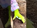 planting tiny sprout in soil using mini hoe tool then pressing loose ground gently with gloved hand