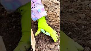 planting tiny sprout in soil using mini hoe tool then pressing loose ground gently with gloved hand