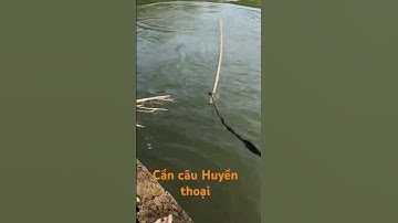 Câu cá chép bằng cần câu Huyền thoại #short