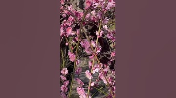 Thumbnail of THE FIRST FLOWER OF THE YEAR "PLUM BLOSSOMS" #viral