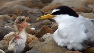 The Parents Do not go hunting, the baby bird is really hungry