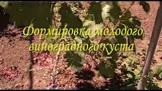ВИНОГРАД.ФОРМИРОВКА МОЛОДОГО КУСТА 😛😛😛