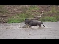 Wildebeest crossing Mara river