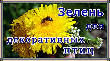 Зелень для попугая | Одуванчик, подорожник, пастушья сумка.
