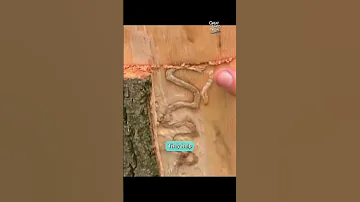 How The Emerald Ash Borer Has Devastated Forests