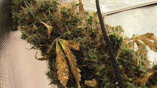 S20:E7 autoflower cannabis grow update, Incredible Bulk-Dr.Krippling