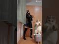 猫ミームの猫ちゃん達癖になる