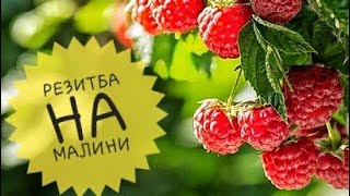 картинка: Резитба на ремонтантни малини