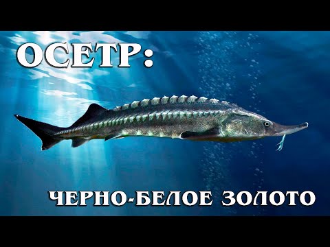 Осетр: Исчезающая Царь-Рыба | Интересные факты про осетра