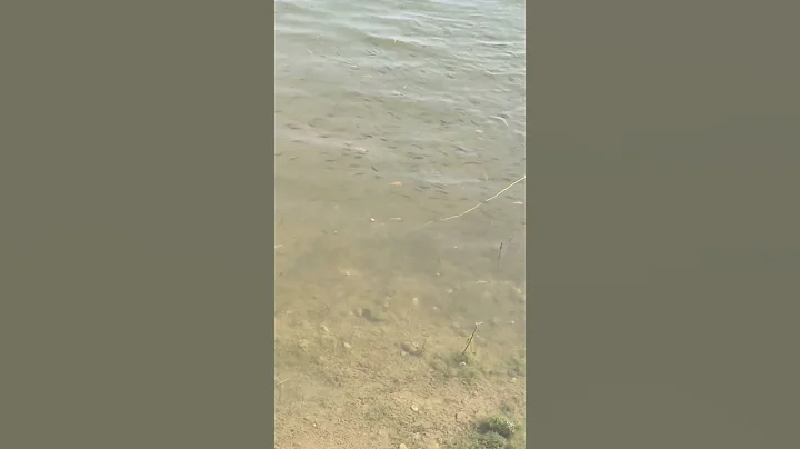 Tilapia Seed Stocked #fishfarming #fish #fishing #tilapia #aquaculture #fishfarms #pangasiusfish