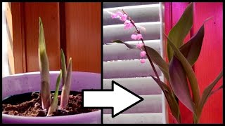 Time Lapse Of A Lily Of The Valley Plant Growing