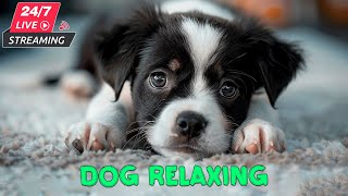 12 Hours Healing Dog Music 🐶 Soothing Sounds for Deep Relaxation and Sleep For Dogs