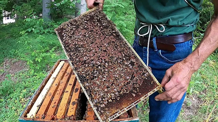 Byron's Bees - Testing Honey Bee Colonies for dead...