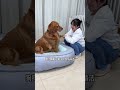 #DogGrooming #DogCare #CuteDogs #DogLovers #DogsOfYouTube #HappyDog 💃 Spring is here. Change 🕺 P65