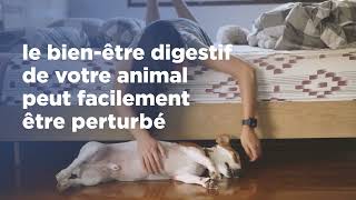 Hill's Prescription Diet i/d Digestive Care – chien poulet vidéo