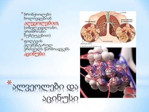 სასუნთქი სისტემა