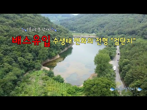배스유입시 수생태 변화의 전형 칠북 검단지 - Hello월척씨 !