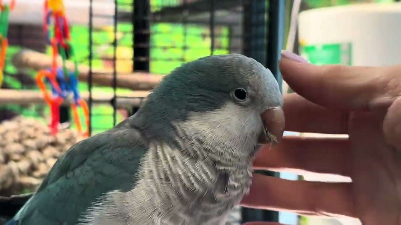 My Morning with 17 Birds | Observing the flock 