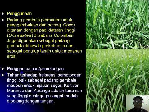 Video: Padang Rumput Lumbago - Sifat Berguna, Aplikasi, Petunjuk