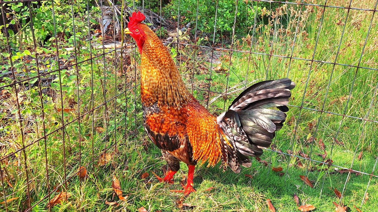 8/2 tóp bôn🌾 khá gioi đón tết ⛽️ @365%263%664%