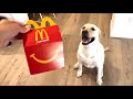 LABRADOR TRIES NEW MCDONALD'S HAPPY MEAL!!