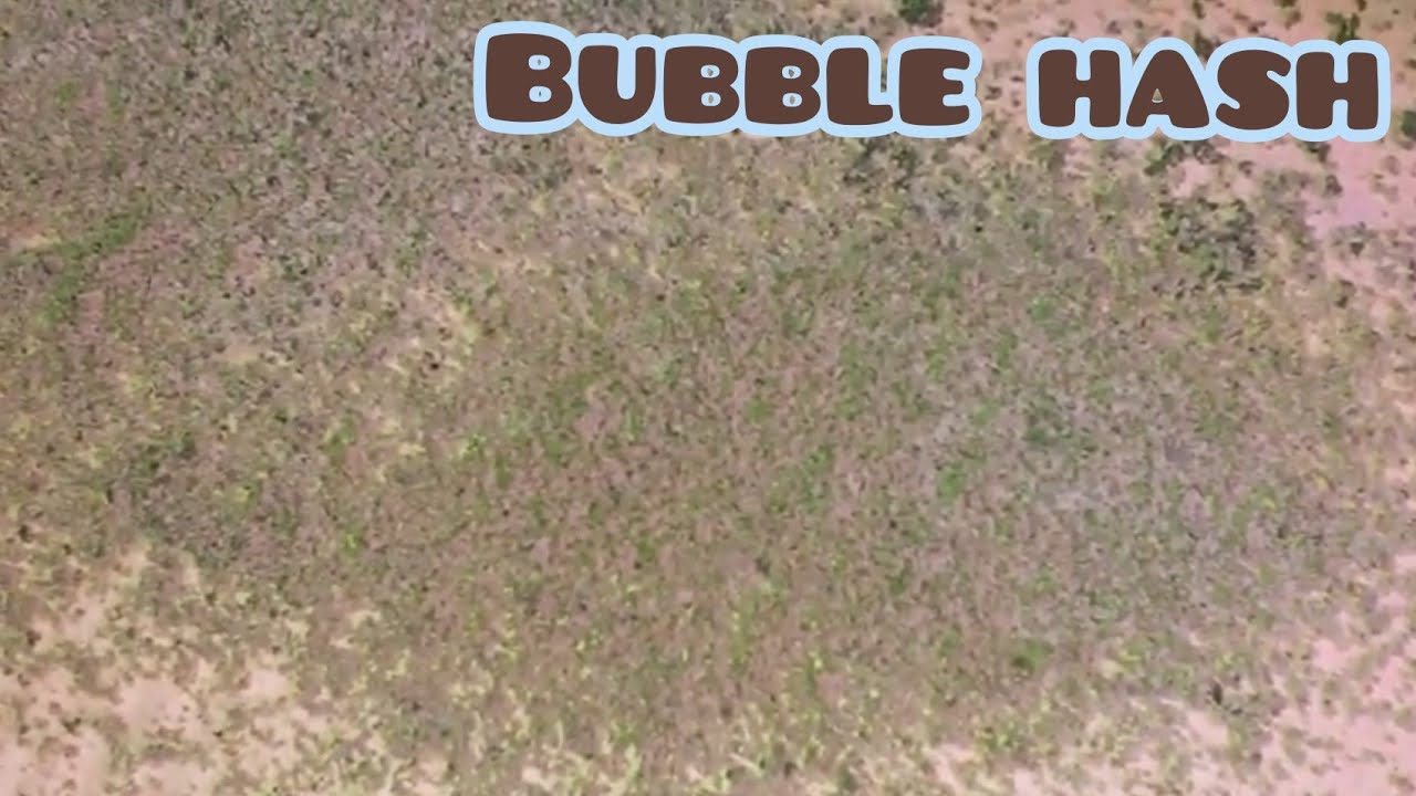 HOW TO DRY BUBBLE HASH YouTube
