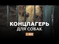 «Концлагерь для собак!»: страшная правда о собачьих приютах в Башкирии