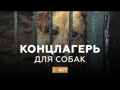 Видео: Советы о том, чтобы положить свою собаку на диету