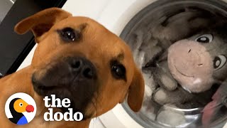 Pittie Can’t Go A Minute Without His Favorite Plushie | The Dodo Pittie Nation