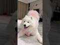 Trời ơi còn giận dỗi nhau nữa kìa #chomeodangyeu #pets #dethuong #cutedog #cuncon