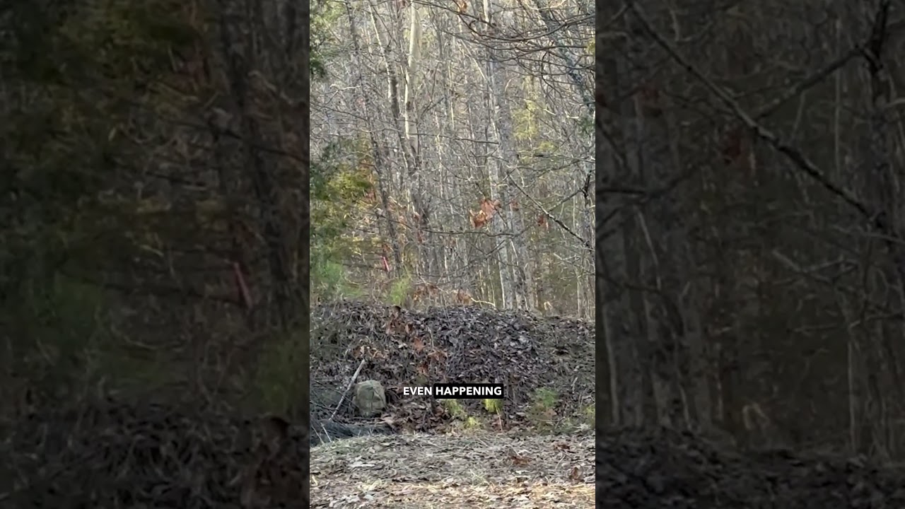 When the Bush Attacks!